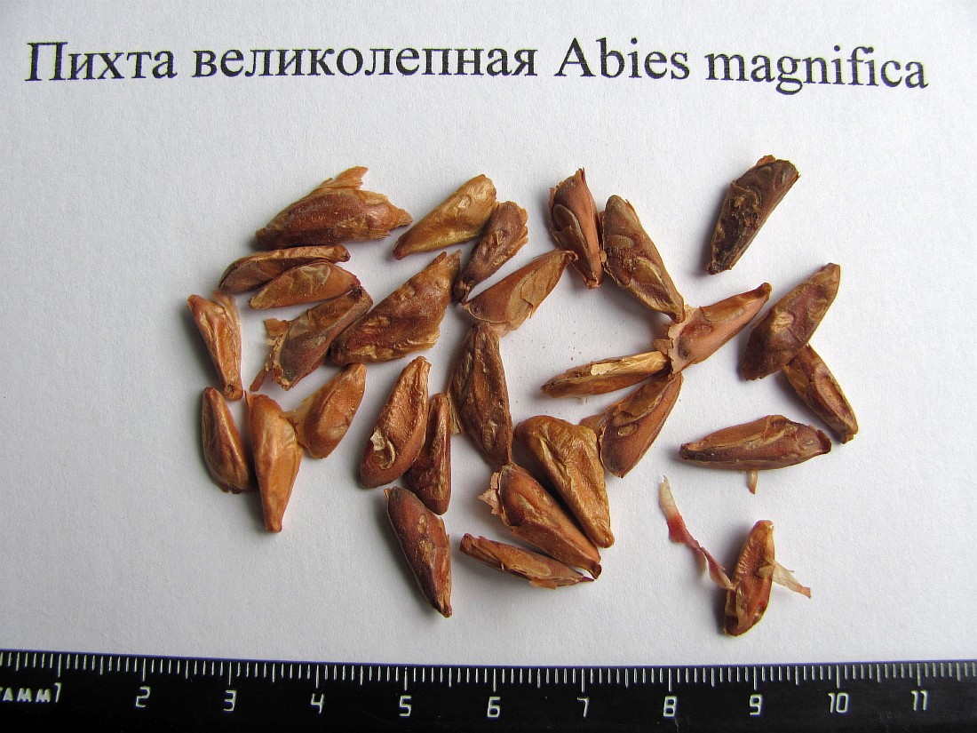 Image of Abies magnifica specimen.