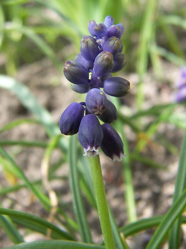 Изображение особи Muscari grossheimii.