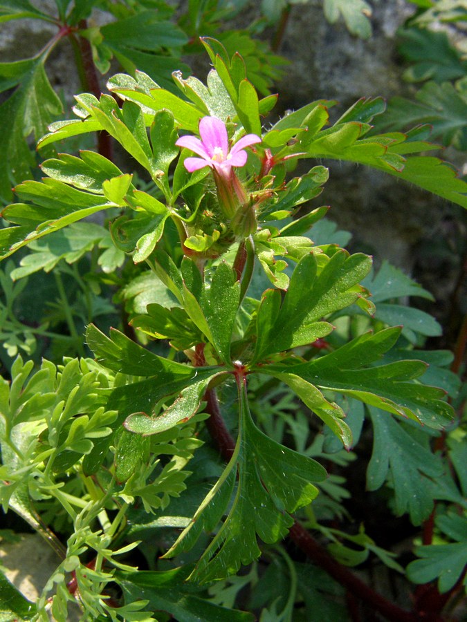 Image of Geranium purpureum specimen.