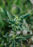 genus Cirsium. Верхушка побега с соплодием. Ростовская обл., Мясниковский р-н, окр. с. Стоянов, долина р. Тузлов. 17.09.2011.