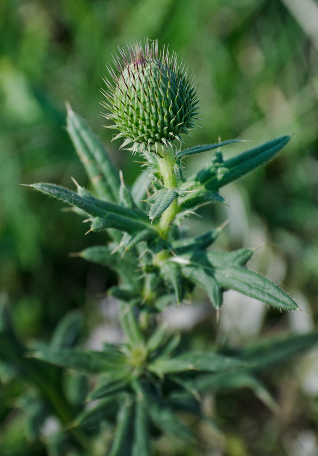 Изображение особи род Cirsium.