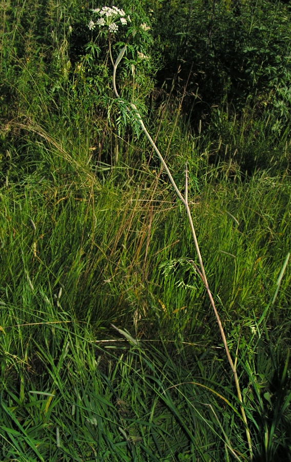 Image of Conioselinum tataricum specimen.