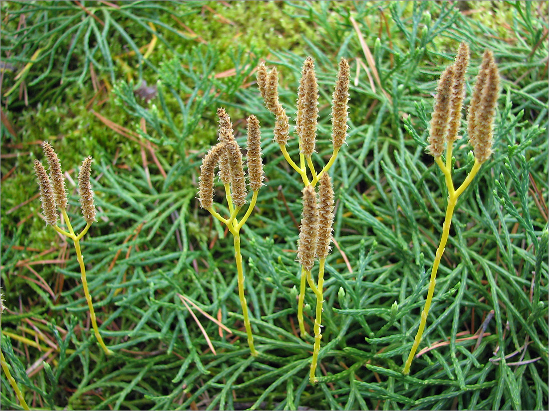 Image of Diphasiastrum tristachyum specimen.