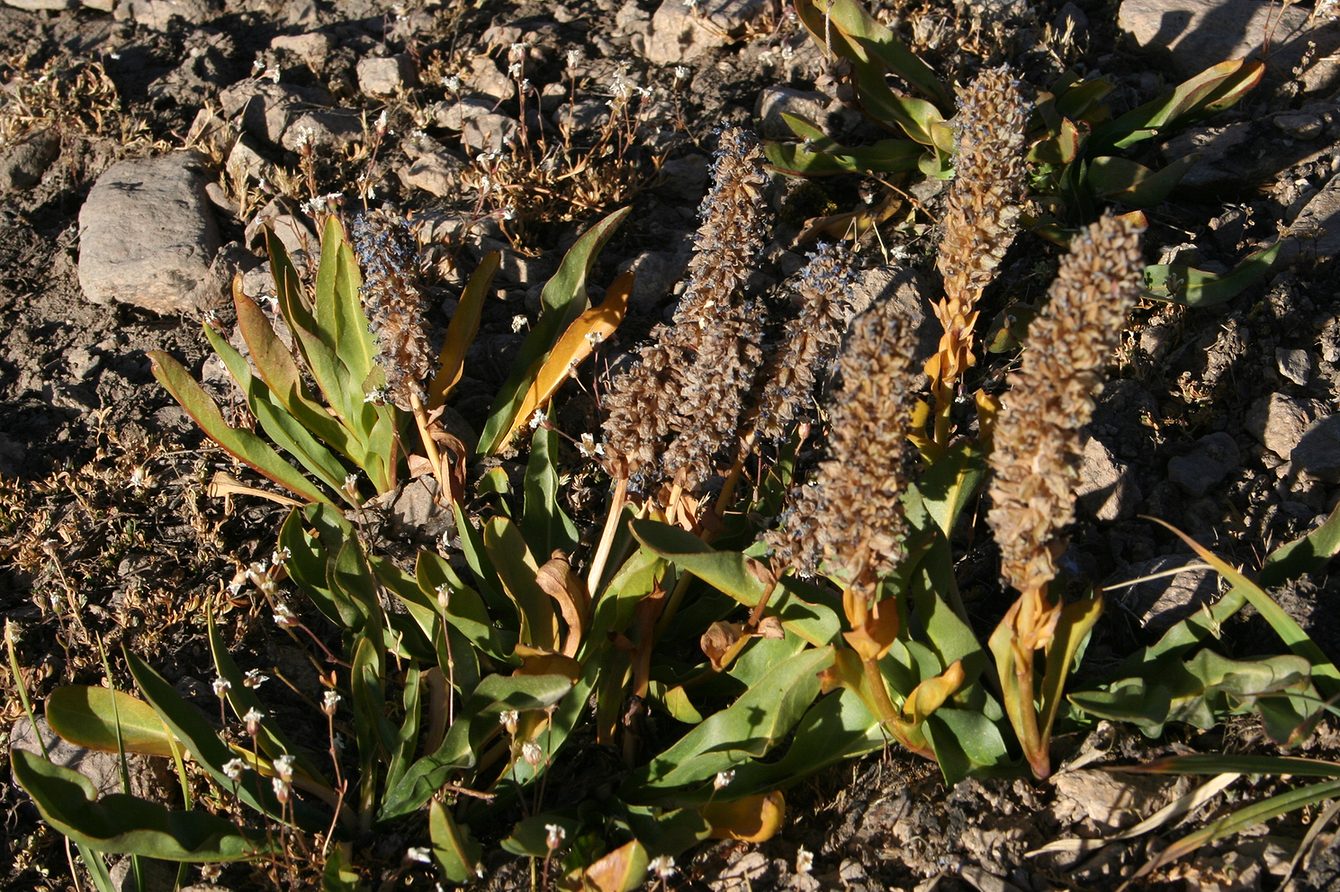 Image of Lagotis ikonnikovii specimen.