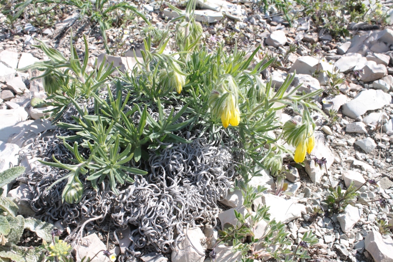 Image of Onosma polyphylla specimen.