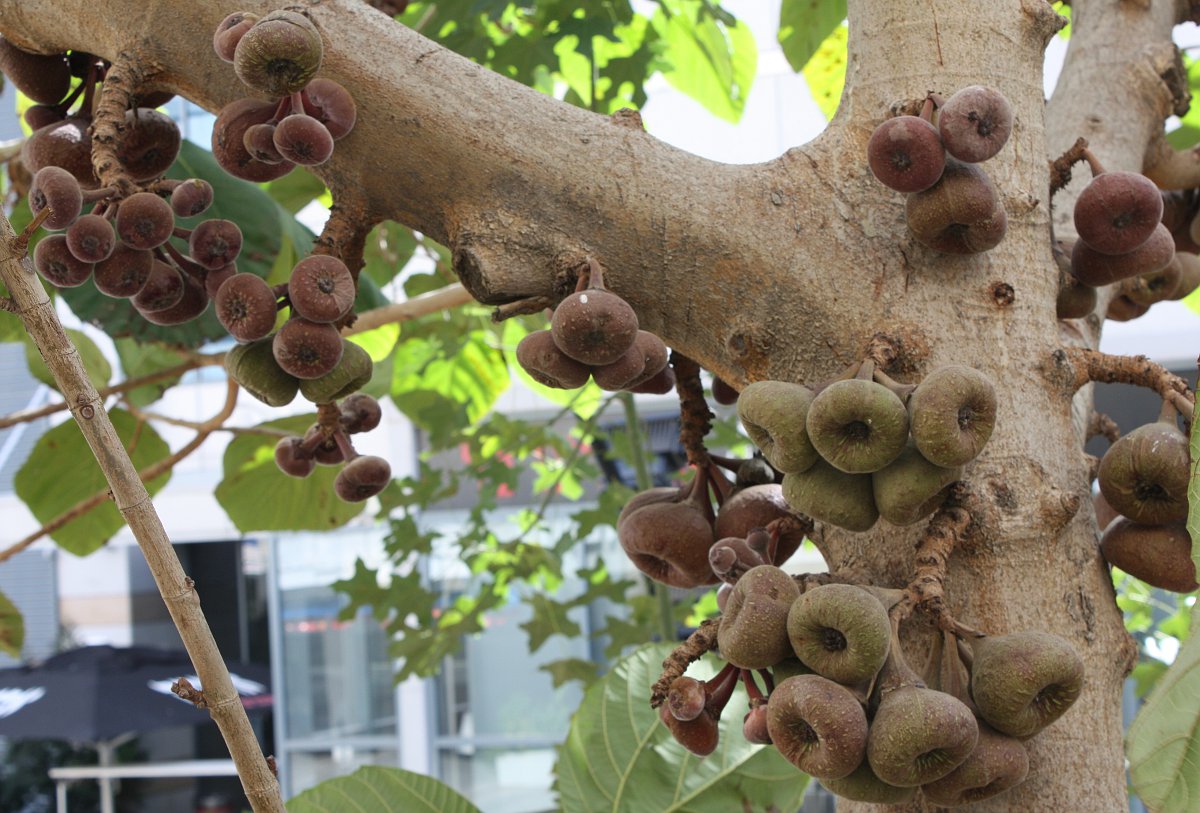 Изображение особи Ficus auriculata.