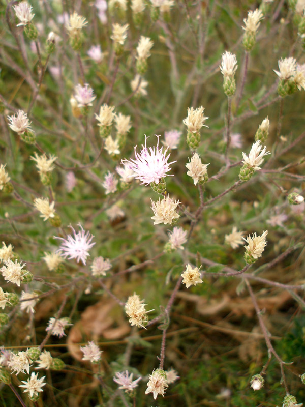 Изображение особи Klasea erucifolia.