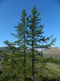 Larix sukaczewii