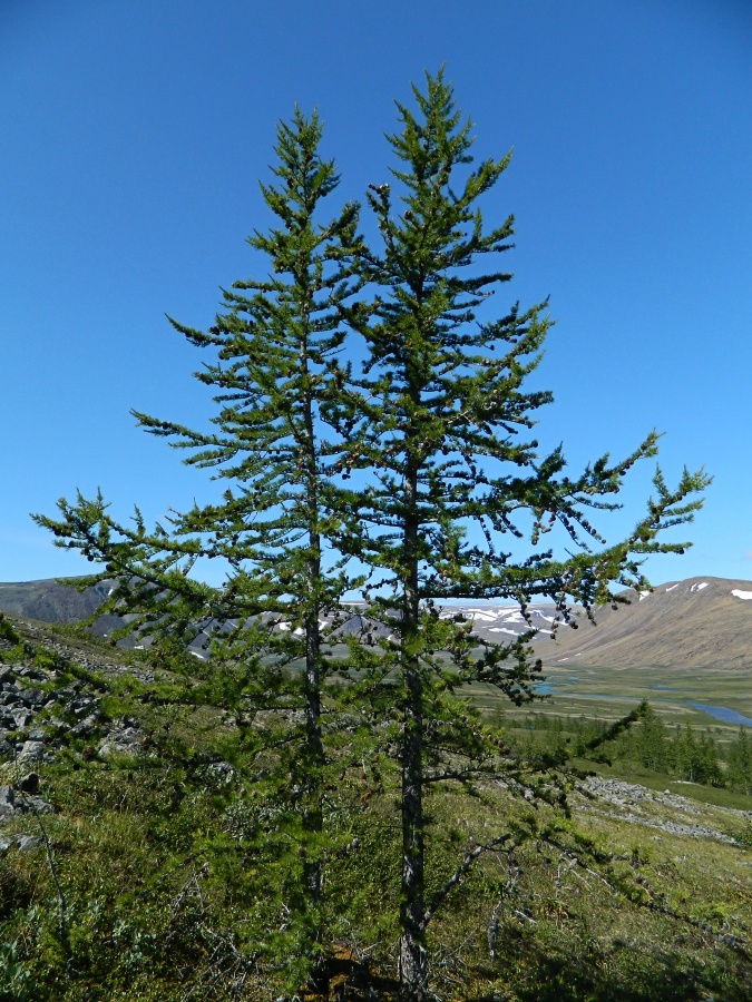 Image of Larix sukaczewii specimen.