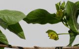 Lonicera involucrata variety ledebourii. Соцветия и листья. Германия, г. Кемпен, в культуре. 01.05.2012.