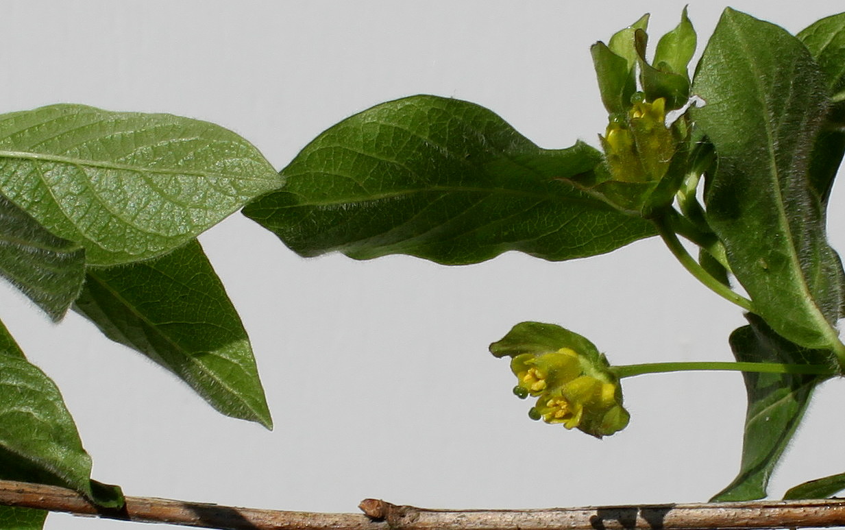 Image of Lonicera involucrata var. ledebourii specimen.