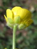 Ranunculus dissectus