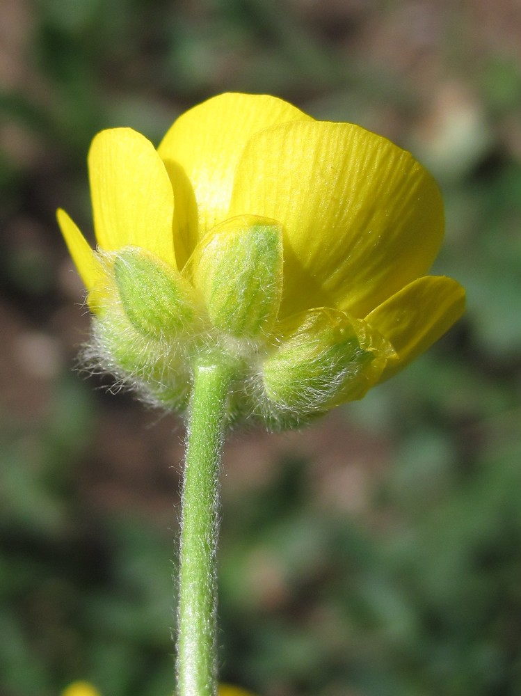 Изображение особи Ranunculus dissectus.