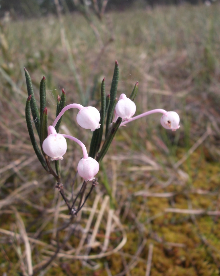 Изображение особи Andromeda polifolia.