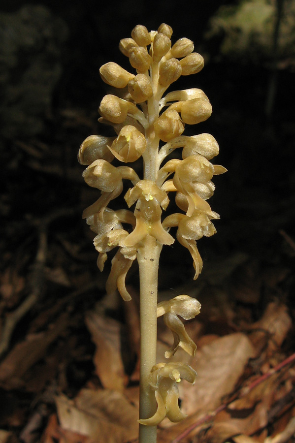 Image of Neottia nidus-avis specimen.