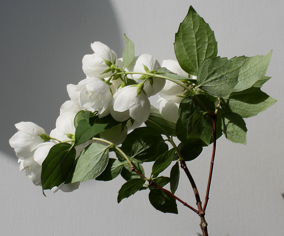Image of Philadelphus × virginalis specimen.