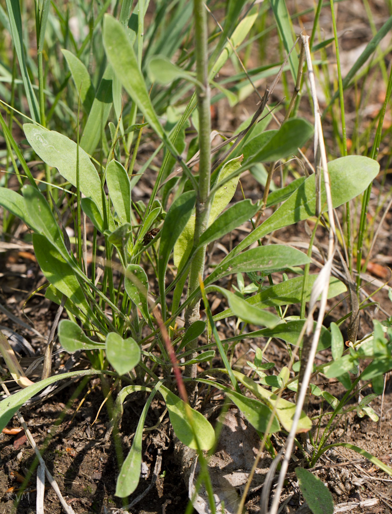 Изображение особи Silene borysthenica.