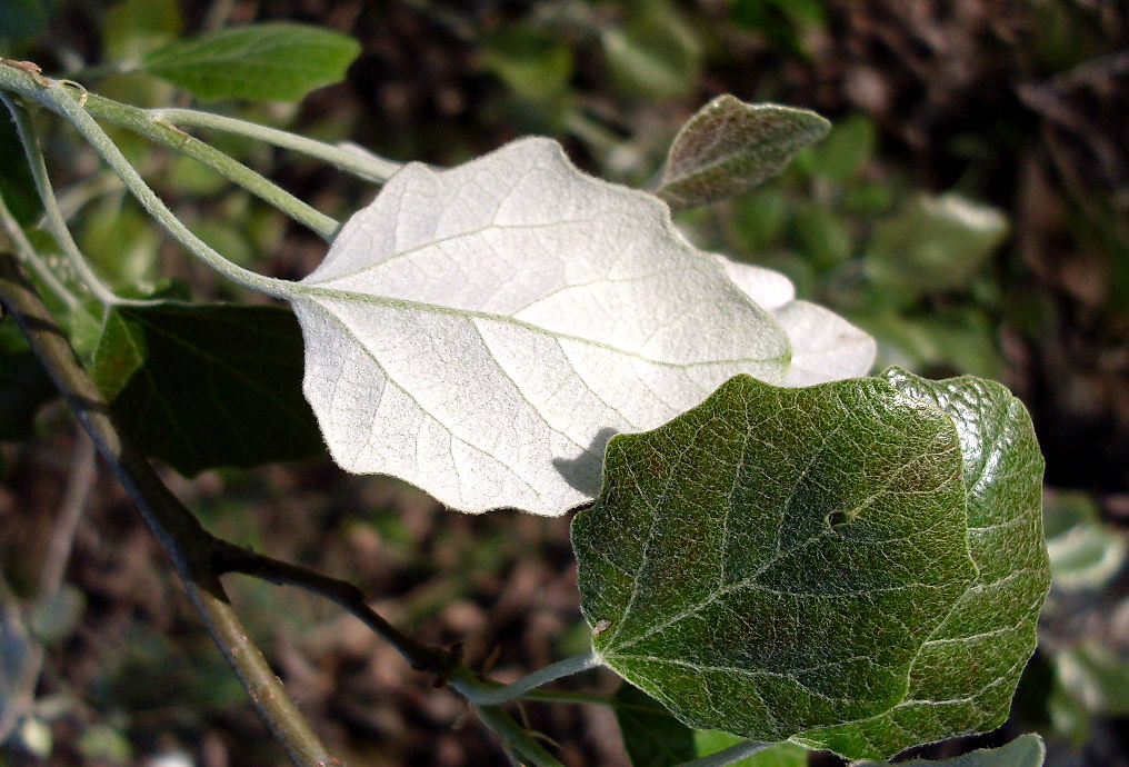 Изображение особи Populus alba.