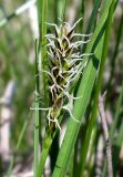 Carex melanostachya