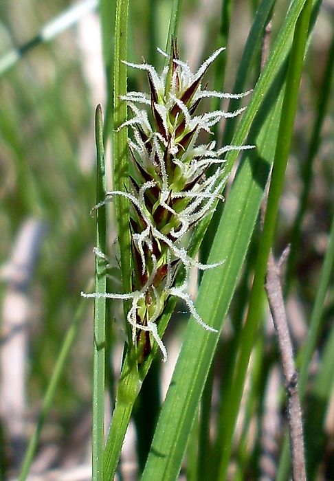 Изображение особи Carex melanostachya.