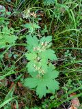 Geranium platyanthum. Плодоносящее растение в сосновом лесу. Иркутская обл., г. Нижнеудинск. 24.07.2012.