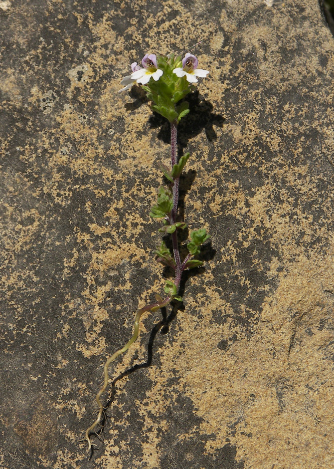 Изображение особи Euphrasia amblyodonta.