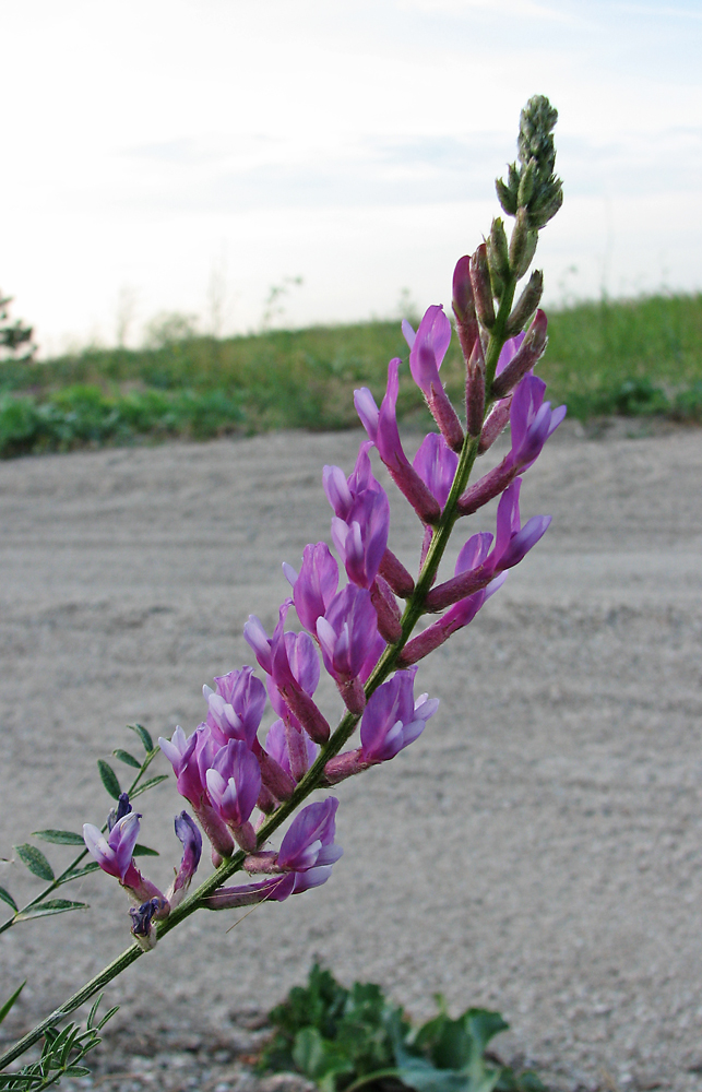 Изображение особи Astragalus varius.