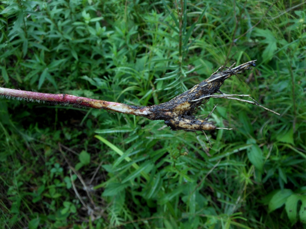 Изображение особи Cirsium coryletorum.