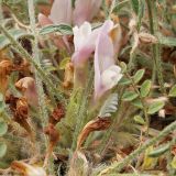 Astragalus dolichophyllus. Нижняя часть растения с цветками и завязавшимися плодами. Республика Калмыкия, Черноземельский район, пески Маштак. 29.04.2012.