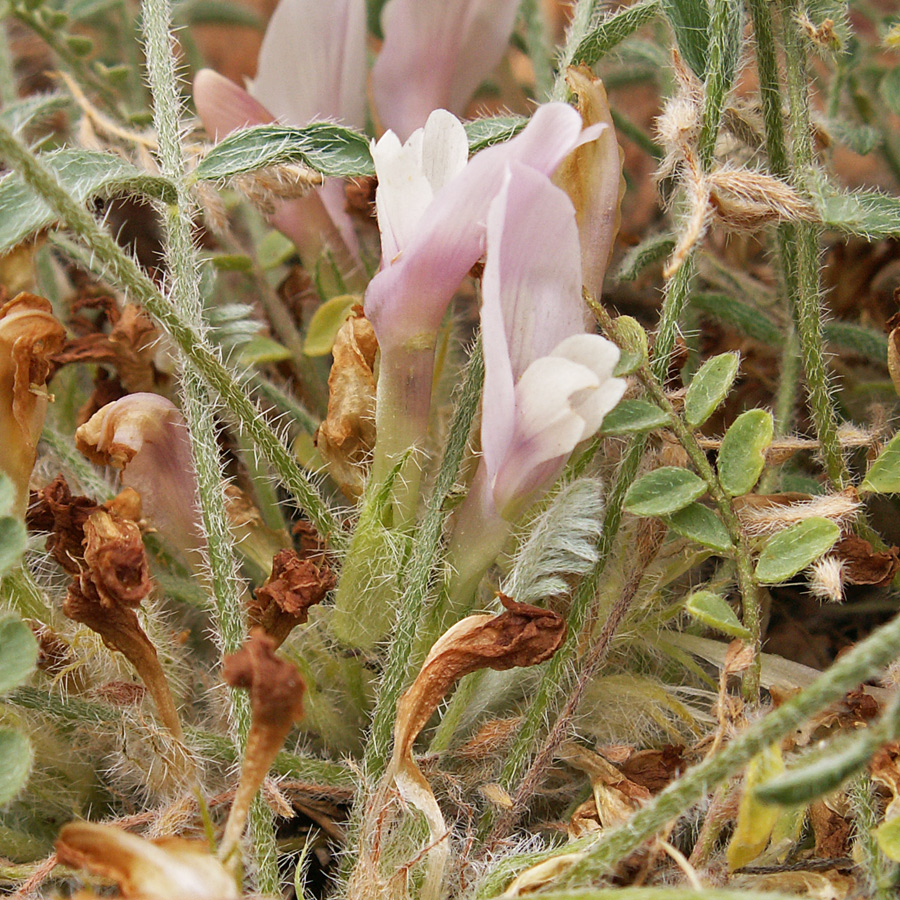 Image of Astragalus dolichophyllus specimen.