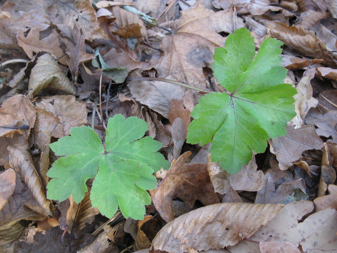 Image of Sanicula europaea specimen.