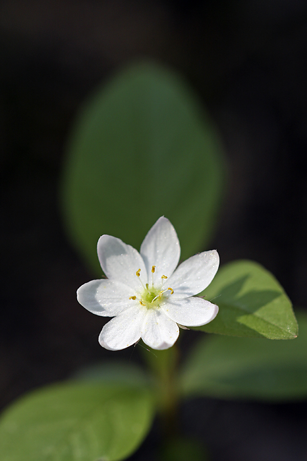 Изображение особи Trientalis europaea.