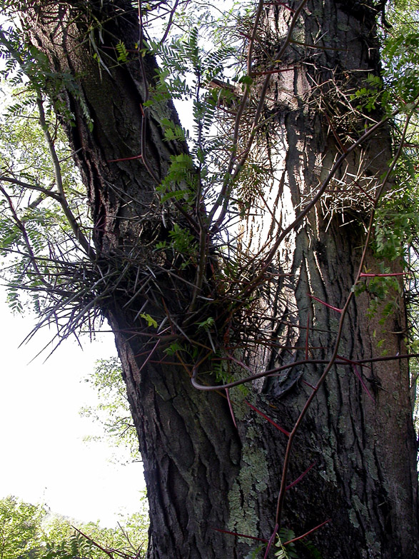 Изображение особи Gleditsia triacanthos.