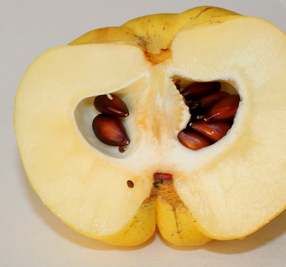 Image of Chaenomeles japonica specimen.