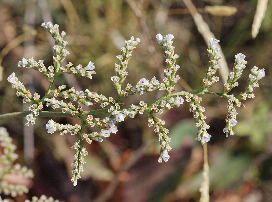 Image of Goniolimon elatum specimen.