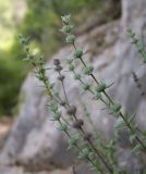 Micromeria myrtifolia. Верхушка цветущего растения. Israel, Mount Carmel. Апрель 2008 г.