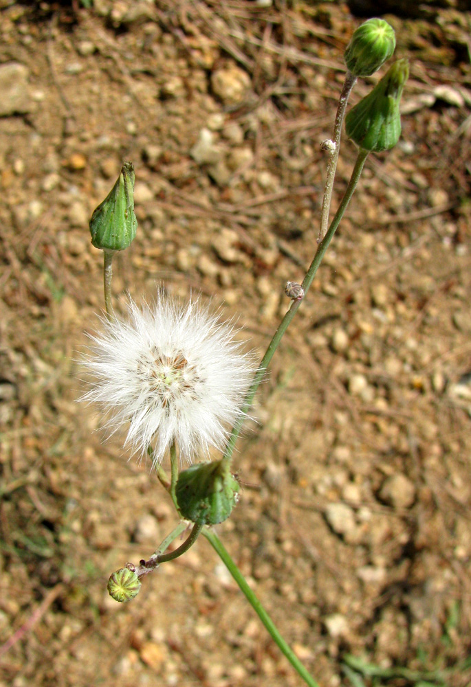 Image of Scorzonera laciniata specimen.