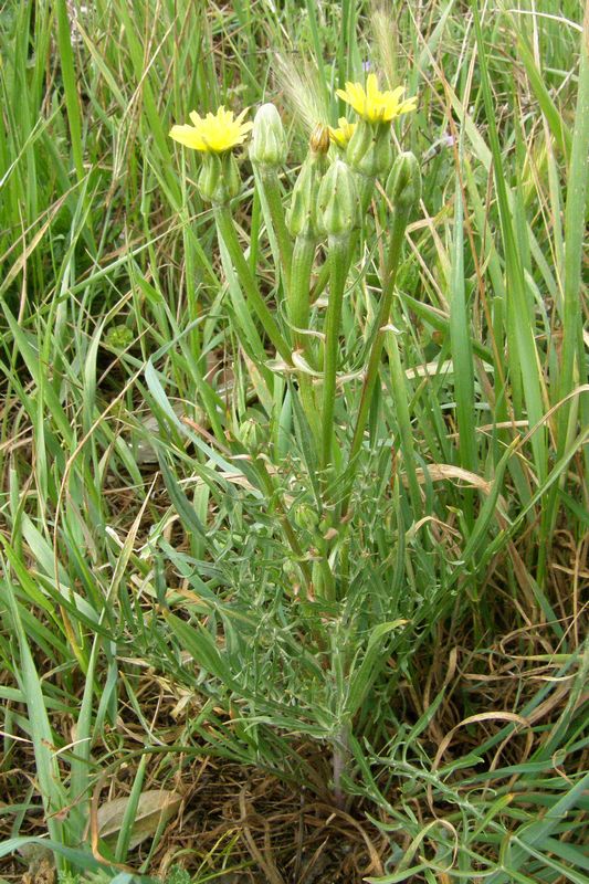 Image of Scorzonera laciniata specimen.