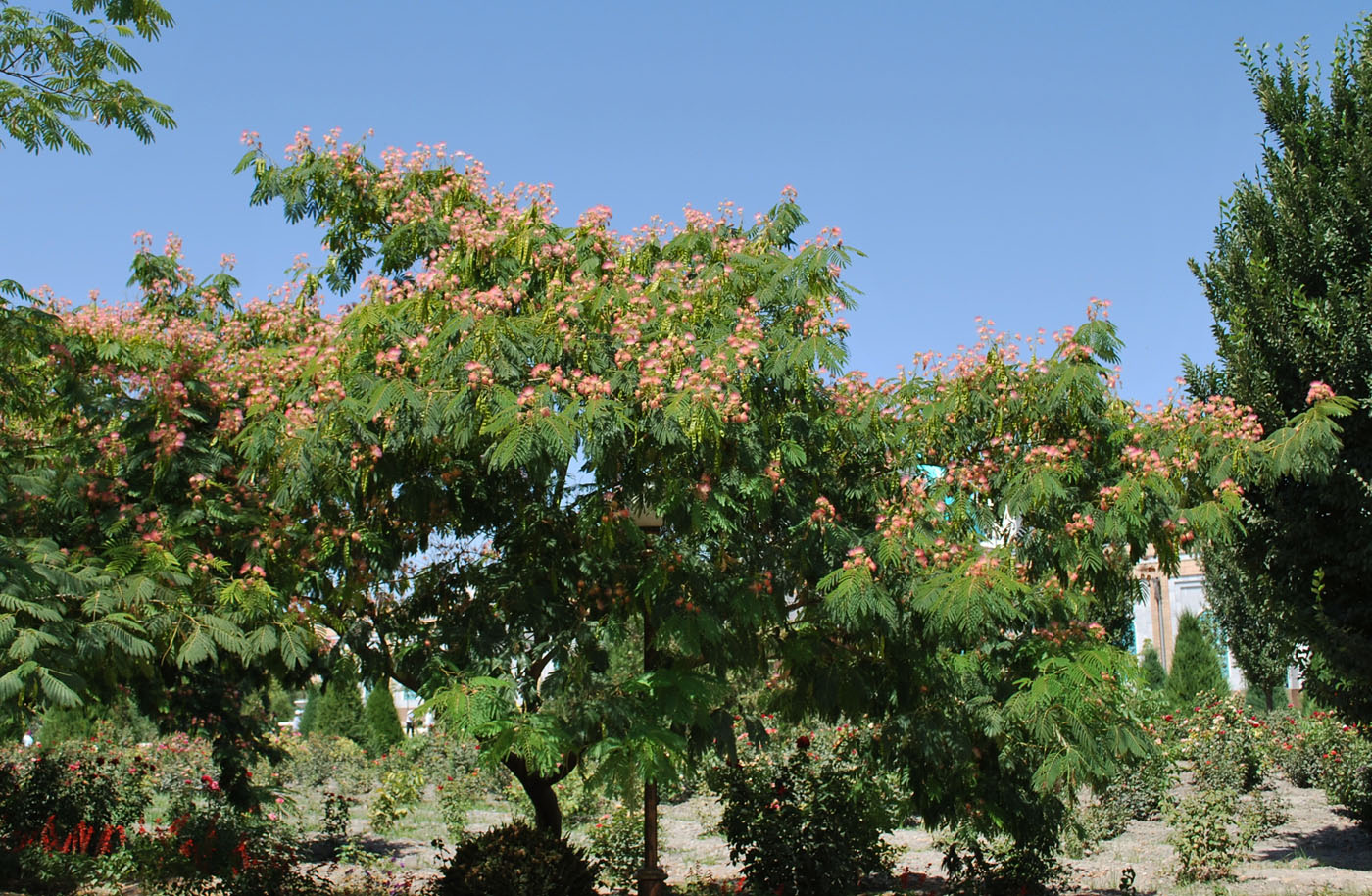 Изображение особи Albizia julibrissin.