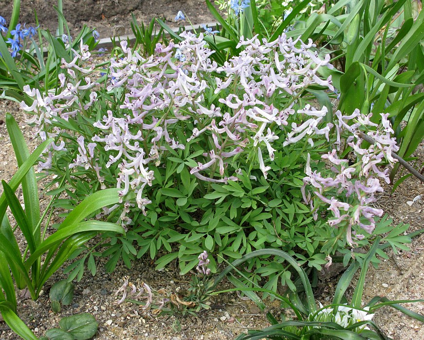 Image of Corydalis tarkiensis specimen.