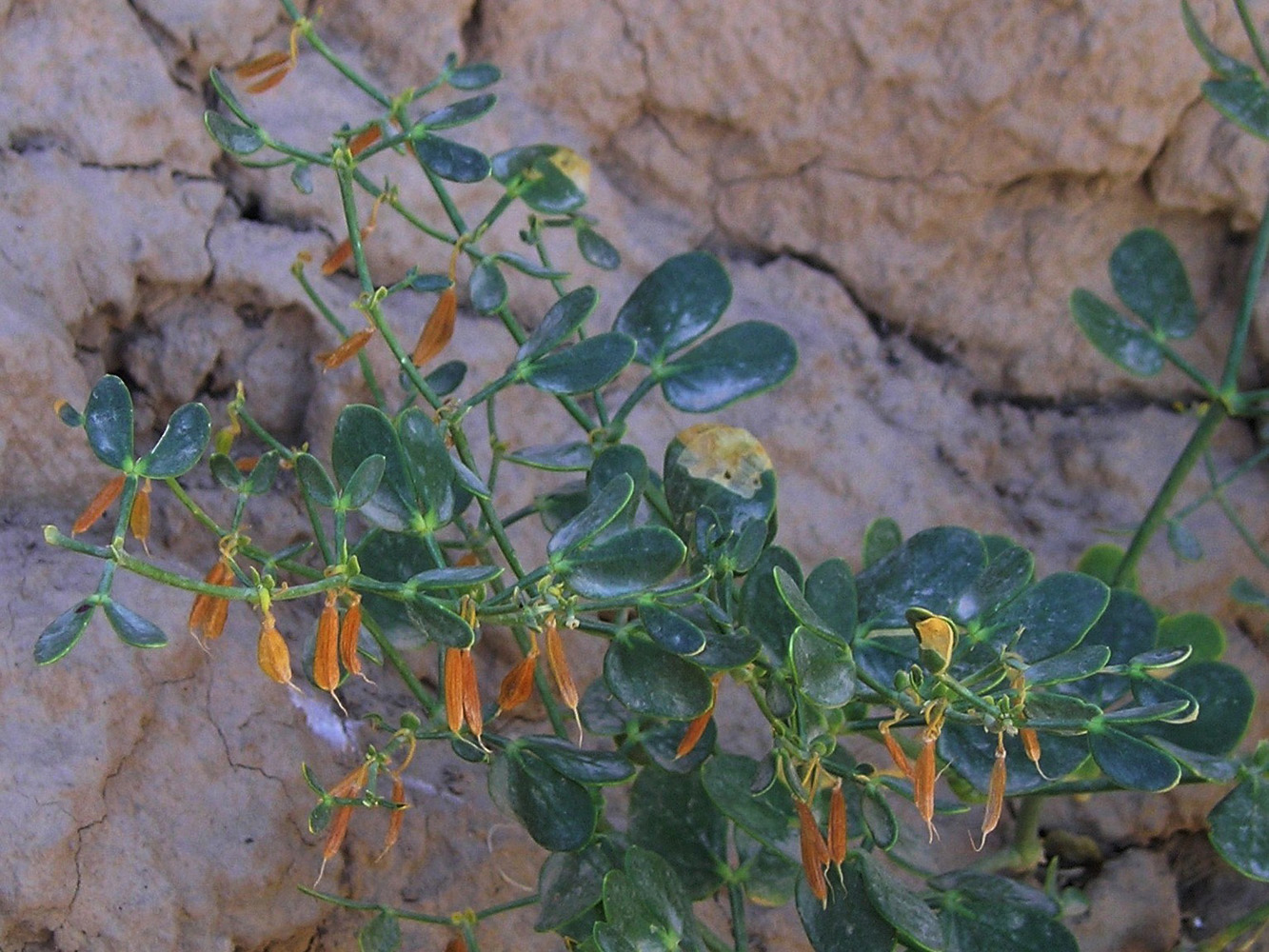 Image of Zygophyllum oxianum specimen.