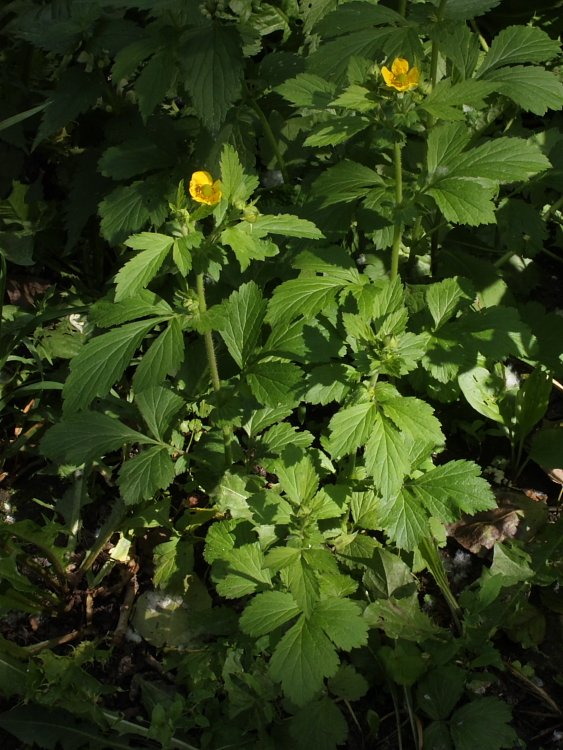 Изображение особи Geum aleppicum.