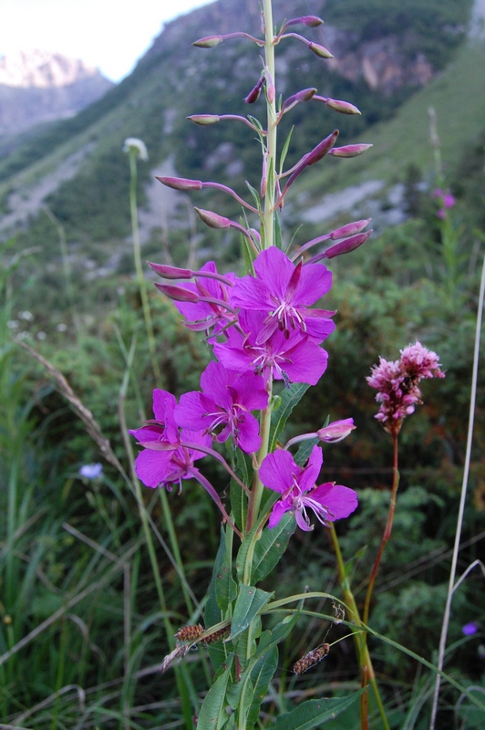 Image of Chamaenerion angustifolium specimen.