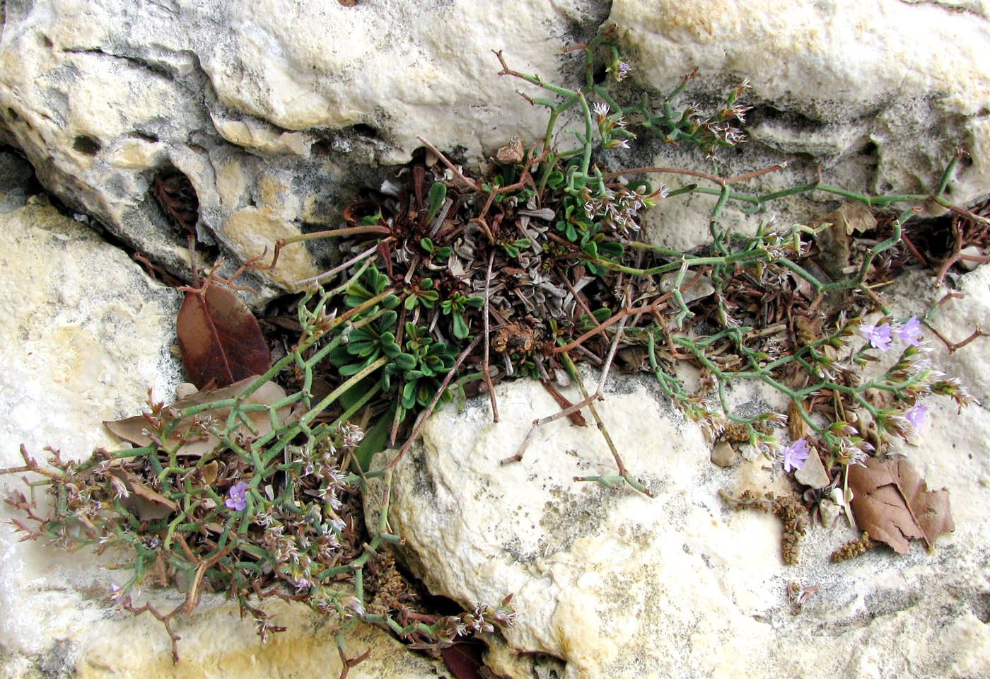 Image of Limonium cancellatum specimen.