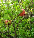 Punica granatum. Ветви с плодами. Хорватия, Истрия, пос. Баньоле, небольшой сад у дома. 03.09.2012.