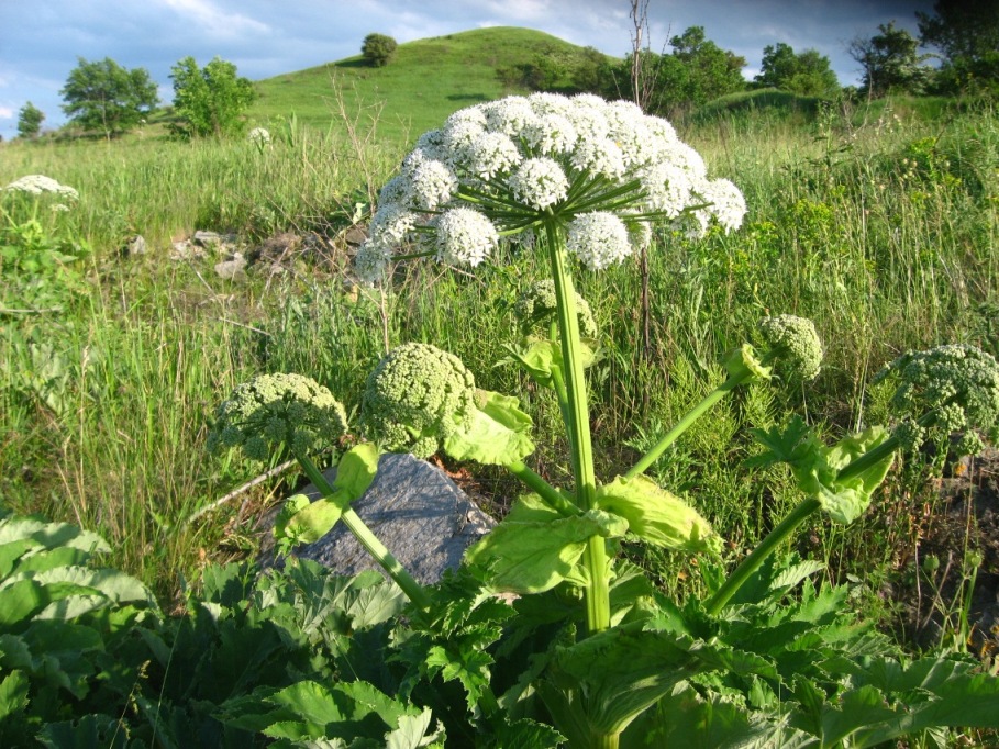 Изображение особи род Heracleum.