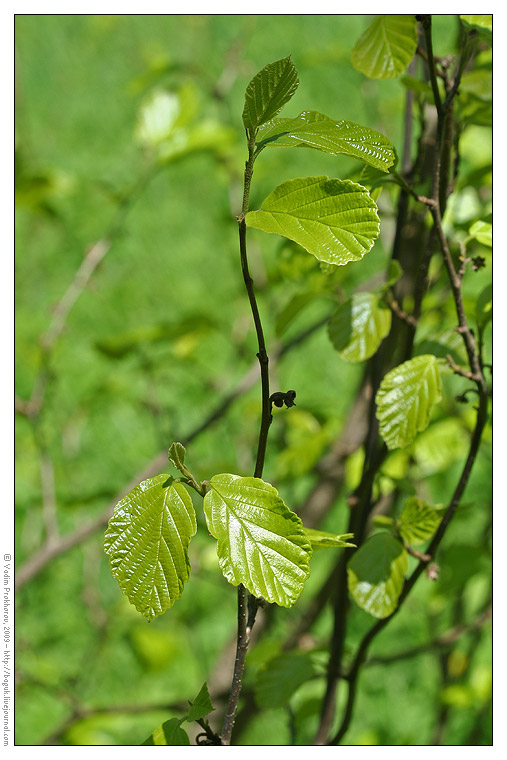 Изображение особи Hamamelis virginiana.