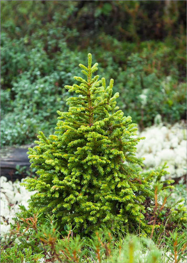 Изображение особи Picea obovata.