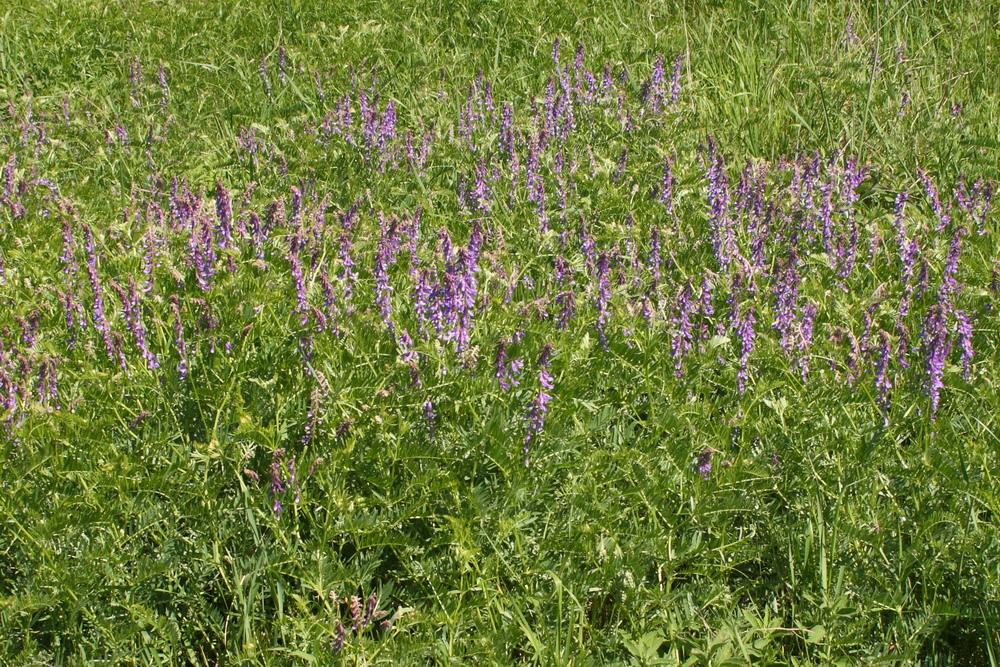 Изображение особи Vicia tenuifolia.