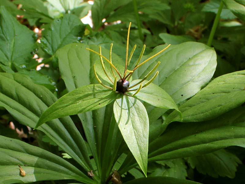 Image of Paris incompleta specimen.